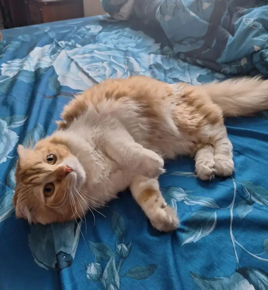 Scottish fold kucing