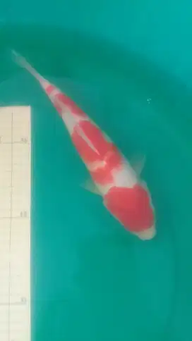 ikan koi Kohaku bagus 32cm asal Blitar