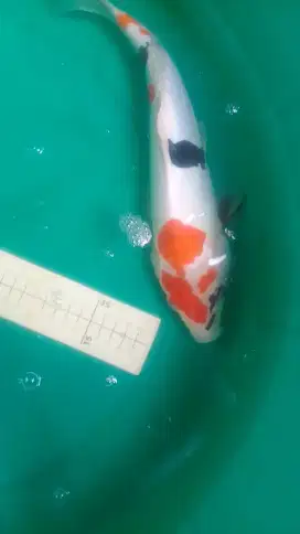 Ikan koi Showa Doitsu grade A uk. 35cm