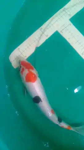 Ikan koi Showa Doitsu bagus ukuran 35cm