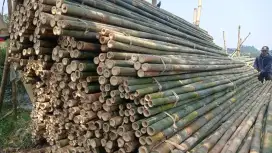 Bambu steger 6m
