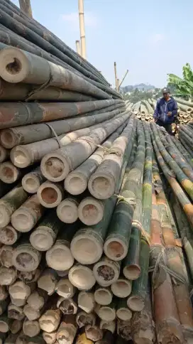 Jual bambu steger