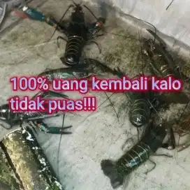 Indukan lobster air tawar size 5 inch paket 8 ekor