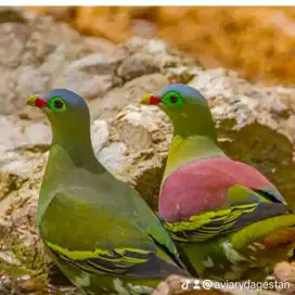 Merpati Hutan Ready 2 Pasang