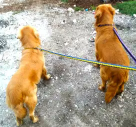 Golden Retriever Buat Pacak
