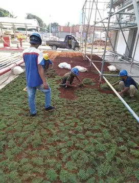 Rumput Jepang Manila