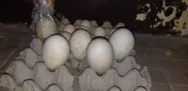 Telur angsa soang banyak