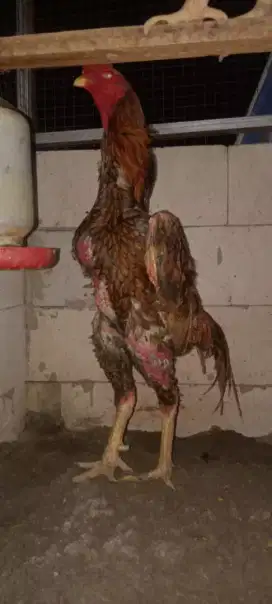 Ayam shamo eropa