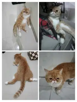 Kucing Exo peaknose