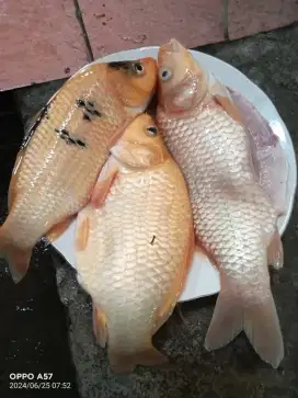 Ikan Mas Konsumsi Hidup