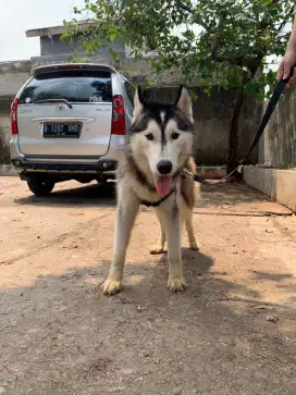 Husky Jantan Full sertifikat dan vaksin