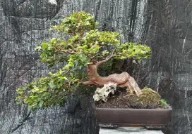 Bonsai Anggur Brazil