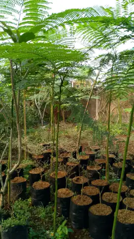 Pohon solobium pakis