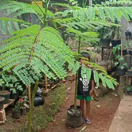 Tanaman pakis solobium