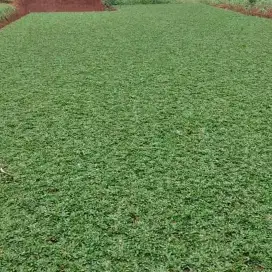 Jual rumput gajah mini