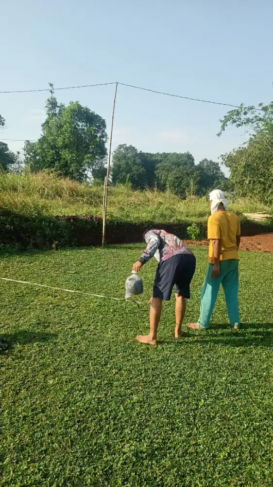 Jual Rumput Gajah Mini Sentul