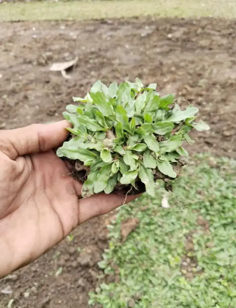 Jual Rumput Gajah Mini Serpong
