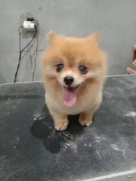 Grooming panggilan kerumah mandiin kucing dan anjing