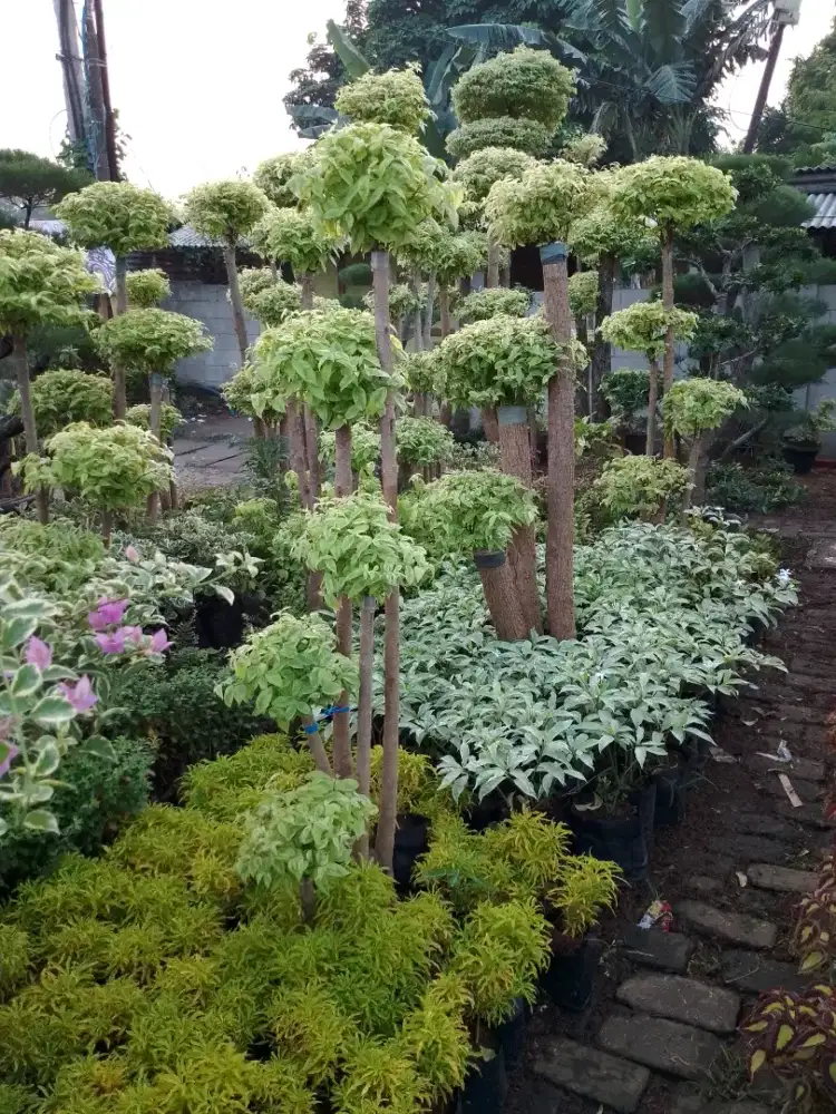 Tanaman bonsai anting putri