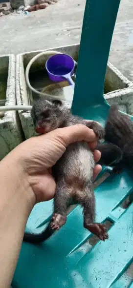 Musang pandan jinak