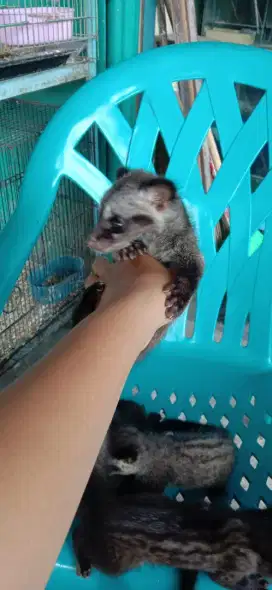 Musang pandan jinak