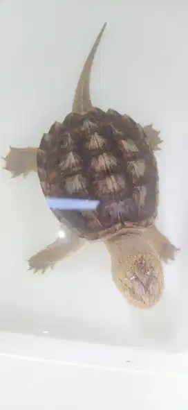 Kura kura cst ( common snaping turtle )