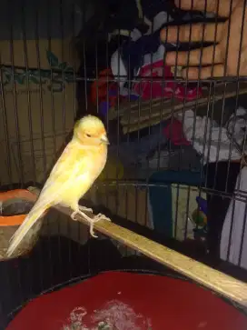 Di lelang burung kenari