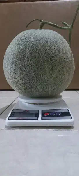 MELON jenis ROCK MELON