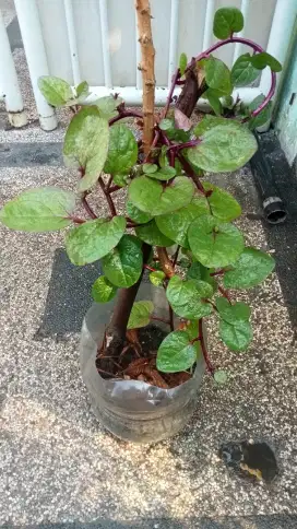 Jual Tanaman binahong Merah