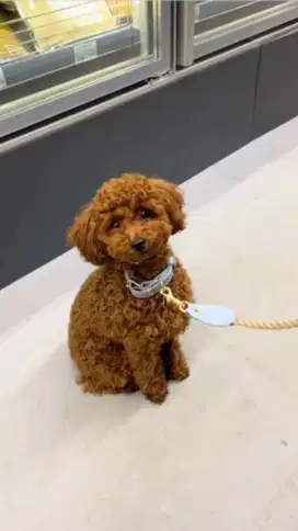 red toy poodle jantan non stb 1 thn BACA DESC hibah