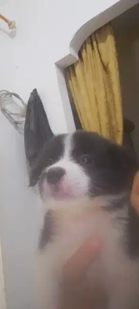 Anak anjing comel, gemoy, bulu lebat, sehat DH diberi obat cacing.