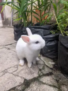 Kelinci Netherland Dwarf Blue Eye White Import