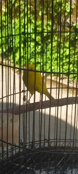 Burung kenari anak