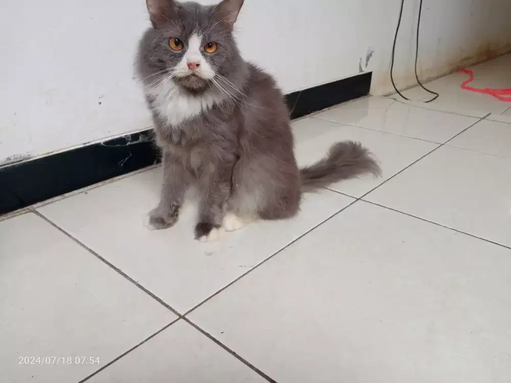 Kucing Persia Jantan umur 8bln, Vaksin 2x, Sehat Lucu penurut imut