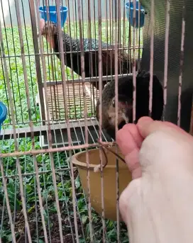 Ayam Hutan Hijau Betina Lombok Jinak