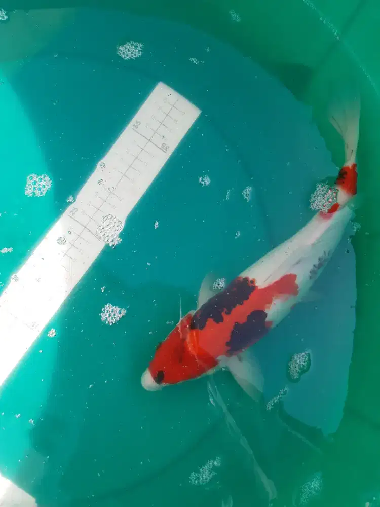 Ikan koi Showa pola simple 33cm