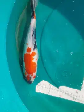 Ikan koi Showa 33cm