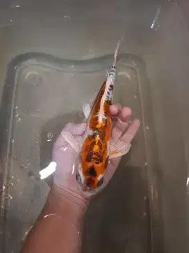 Koi Kiko 30cm Aragoke