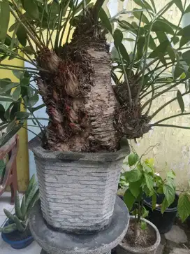 Bonsai Sikas Jamia Unik Jumbo Bercabang 4.