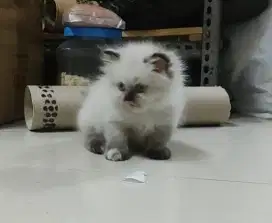 Persia gemoy usia 3 bulan jantan