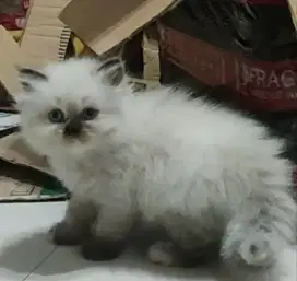 Kucing persia keturunan ragdoll gemesin