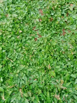 Rumput gajah mini