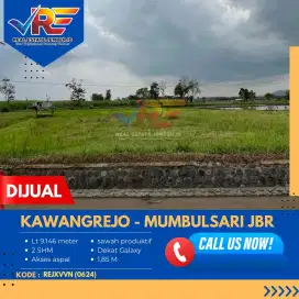 SAWAH PRODUKTIF DI KAWANGREJO MUMBULSARI JEMBER