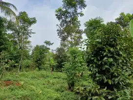 DIJUAL KEBUN MANGGIS & DURIAN
