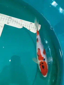 Ikan koi Sanke tategoi 27cm bahan bagus