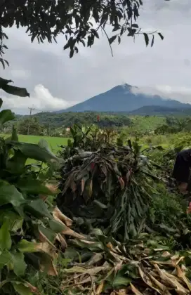 Tanah sawah sangat strategis view lepas ke gunung air bagus