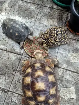 Jual cepat 2 jenis Sulcata dan Pardalis