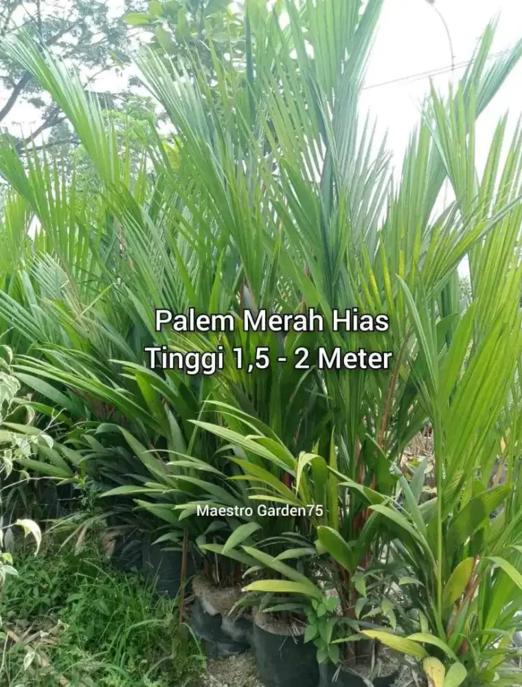 Palem Merah Tinggi 1,5 - 2 Meter