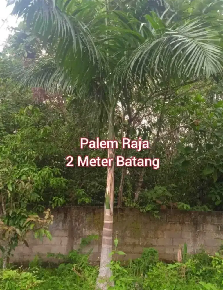 Palem Raja Tinggi 2 Meter Batang