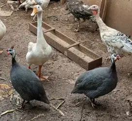 Indukan ayam mutiara